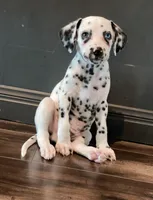 Davey 1 blue eye, a male Dalmatian for sale in San Antonio, TX – Photo 1 of 5