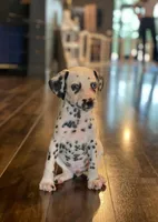 Davey 1 blue eye, a male Dalmatian for sale in San Antonio, TX – Photo 2 of 5