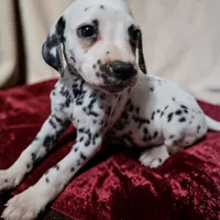 Valentino, a male Dalmatian for sale in San Antonio, TX – 3 of 5