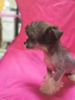 Lainey true  hairless, a female Chinese Crested and Pekingese for sale in San Antonio, TX – 7 of 7