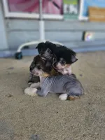 Little red hairless, a female Chinese Crested and Pekingese for sale in San Antonio, TX – 2 of 4