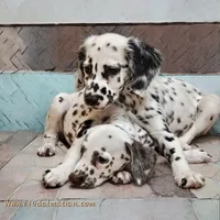 Vision lc lua, a male Dalmatian for sale in San Antonio, TX – Photo 1 of 4