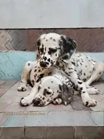 Vision lc lua, a male Dalmatian for sale in San Antonio, TX – Photo 1 of 4