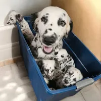 Vision lc lua, a male Dalmatian for sale in San Antonio, TX – Photo 4 of 4