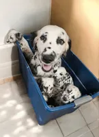 Vision lc lua, a male Dalmatian for sale in San Antonio, TX – Photo 4 of 4