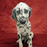 Vision lc lua, a male Dalmatian for sale in San Antonio, TX – Photo 2 of 4