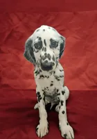 Vision lc lua, a male Dalmatian for sale in San Antonio, TX – Photo 2 of 4
