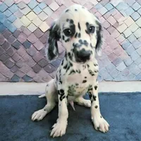 Vision lc lua, a male Dalmatian for sale in San Antonio, TX – Photo 3 of 4