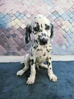 Vision lc lua, a male Dalmatian for sale in San Antonio, TX – Photo 3 of 4