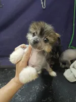 Little red hairless, a female Chinese Crested and Pekingese for sale in San Antonio, TX – 1 of 4