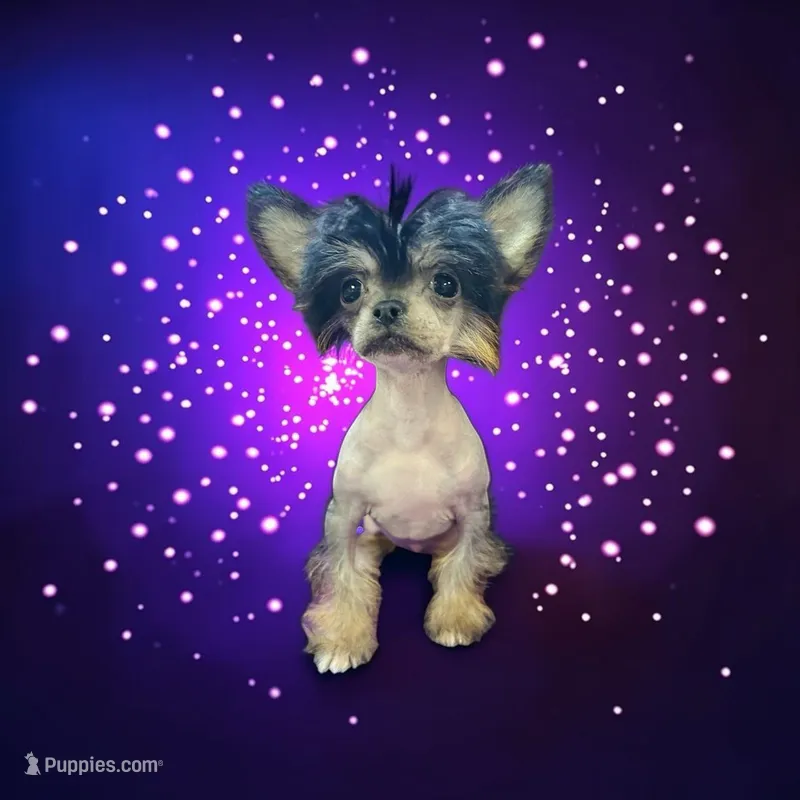 Siri true hairless – Chihuahua, Chinese Crested puppy for sale in San Antonio, TX