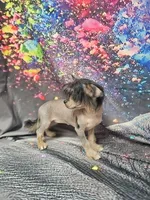 Siri true hairless, a female Chihuahua and Chinese Crested for sale in San Antonio, TX – 4 of 7
