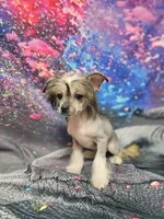Lainey true  hairless, a female Chihuahua and Chinese Crested for sale in San Antonio, TX – 8 of 8