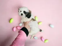 Sweetie, a female Shih Tzu for sale in San Antonio, TX – Photo 7 of 9