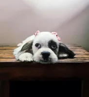 Sweetie, a female Shih Tzu for sale in San Antonio, TX – Photo 1 of 9