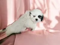 Sweetie, a female Shih Tzu for sale in San Antonio, TX – Photo 5 of 9