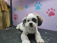 Sweetie, a female Shih Tzu for sale in San Antonio, TX – Photo 9 of 9