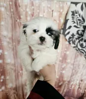 Sweetie, a female Shih Tzu for sale in San Antonio, TX – Photo 3 of 9