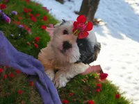 Sweetie, a female Shih Tzu for sale in San Antonio, TX – Photo 6 of 9