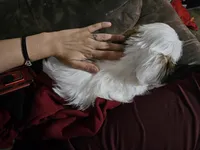 Sweetie, a female Shih Tzu for sale in San Antonio, TX – Photo 8 of 9