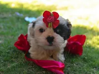 Sweetie, a female Shih Tzu for sale in San Antonio, TX – Photo 2 of 9