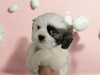 Sweetie, a female Shih Tzu for sale in San Antonio, TX – Photo 4 of 9