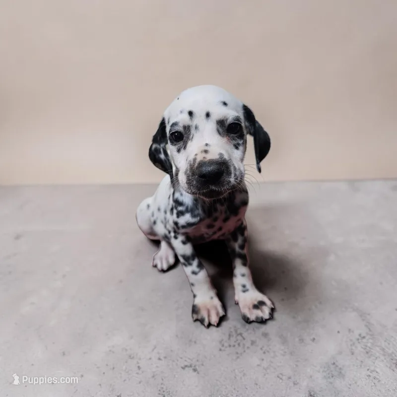 Mila – Dalmatian puppy for sale in San Antonio, TX