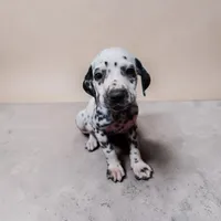 Mila, a female Dalmatian for sale in San Antonio, TX – 1 of 5