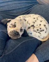 Diana, a female Dalmatian for sale in San Antonio, TX – Photo 6 of 7