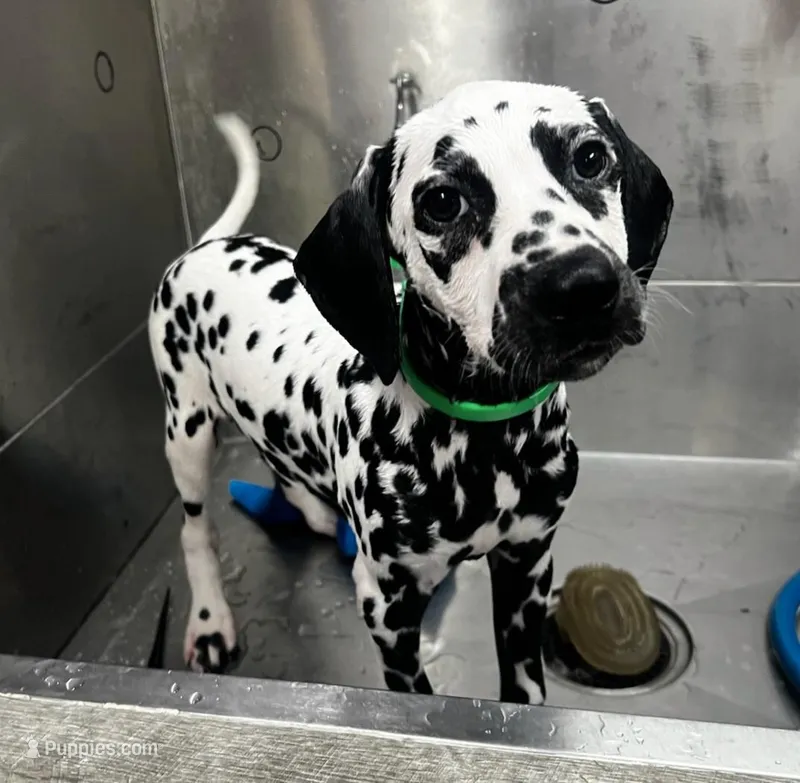 Diana, a female Dalmatian for sale in San Antonio, TX – Photo 1 of 7