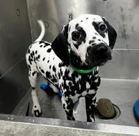 Diana, a female Dalmatian for sale in San Antonio, TX – Photo 1 of 7