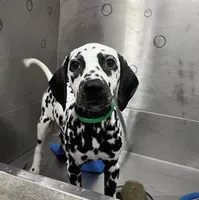 Diana, a female Dalmatian for sale in San Antonio, TX – Photo 4 of 7