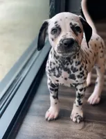 Diana, a female Dalmatian for sale in San Antonio, TX – Photo 2 of 7