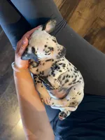 Diana, a female Dalmatian for sale in San Antonio, TX – Photo 5 of 7