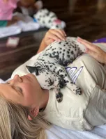 Diana, a female Dalmatian for sale in San Antonio, TX – Photo 7 of 7