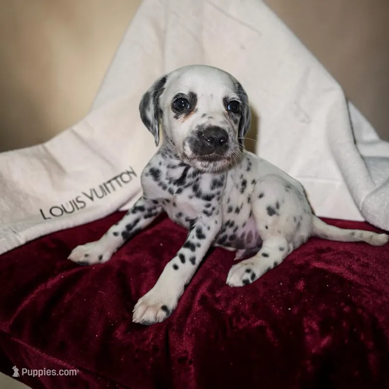 Calvin – Dalmatian puppy for sale in San Antonio, TX