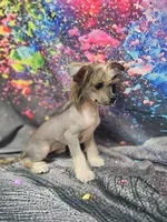 Lainey true  hairless, a female Chihuahua and Chinese Crested for sale in San Antonio, TX – 7 of 8