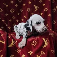 Flower, a female Dalmatian for sale in San Antonio, TX – 4 of 5