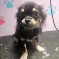 Harry, a male Chihuahua for sale in San Antonio, TX – Photo 4 of 8