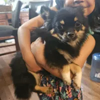 Harry, a male Chihuahua for sale in San Antonio, TX – Photo 6 of 8