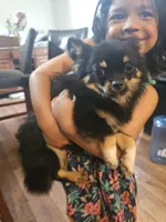 Harry, a male Chihuahua for sale in San Antonio, TX – Photo 6 of 8