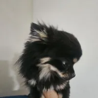 Harry, a male Chihuahua for sale in San Antonio, TX – Photo 7 of 8