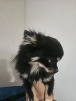 Harry, a male Chihuahua for sale in San Antonio, TX – Photo 7 of 8