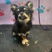 Harry, a male Chihuahua for sale in San Antonio, TX – Photo 3 of 8