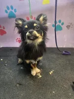 Harry, a male Chihuahua for sale in San Antonio, TX – Photo 3 of 8