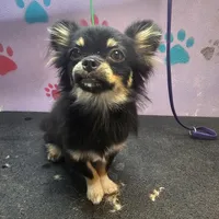 Harry, a male Chihuahua for sale in San Antonio, TX – Photo 1 of 8