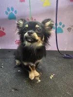 Harry, a male Chihuahua for sale in San Antonio, TX – Photo 1 of 8