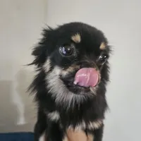 Harry, a male Chihuahua for sale in San Antonio, TX – Photo 5 of 8