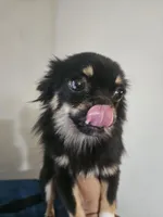 Harry, a male Chihuahua for sale in San Antonio, TX – Photo 5 of 8