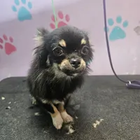 Harry, a male Chihuahua for sale in San Antonio, TX – Photo 8 of 8